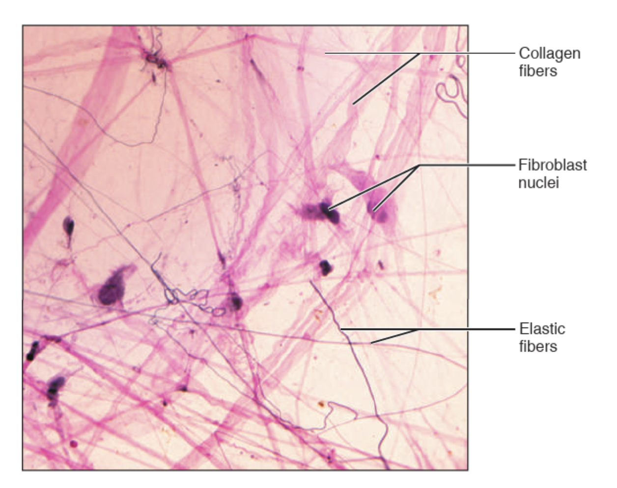 <p>What tissue is this?</p>