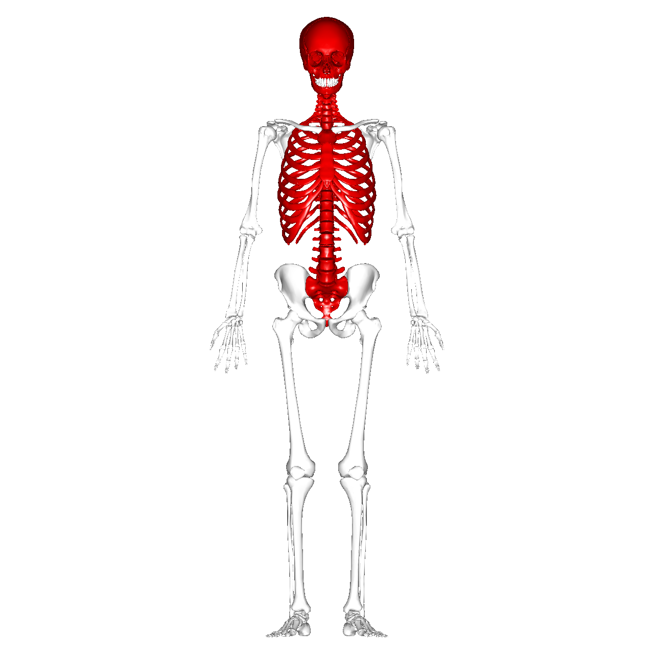 <p>80 bones that supports and protects the head and trunk</p>