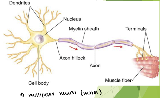 <p>= multiple things attached to cell body</p><ul><li><p>motor</p></li></ul><p></p>