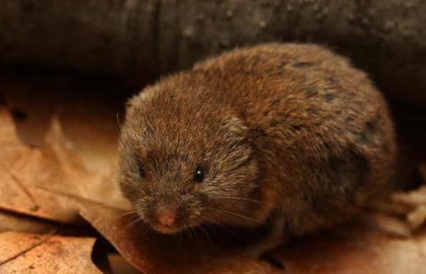 <p>Pine or woodland vole </p>