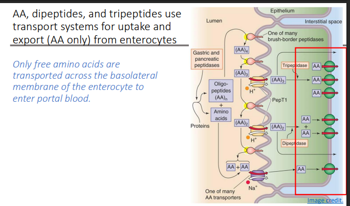 <p>free amino acids</p>