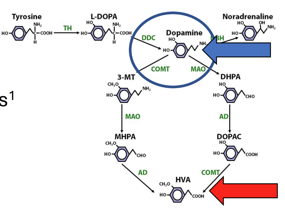 <p><strong>Metabolism</strong> (breakdown + metabolite)</p>