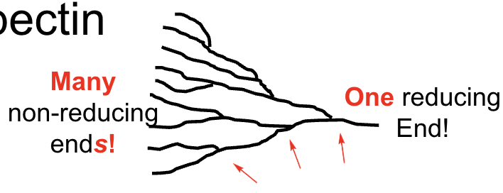 <p><strong>One</strong> reducing end.</p>