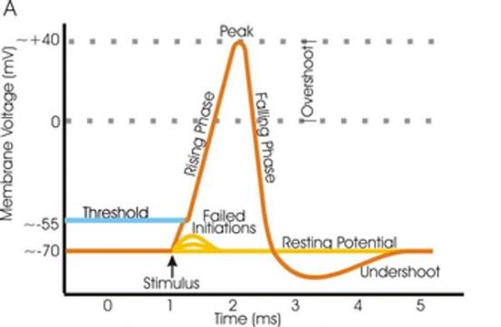<p>The critical membrane potential (around -50 mV) that must be reached to trigger an action potential.</p>