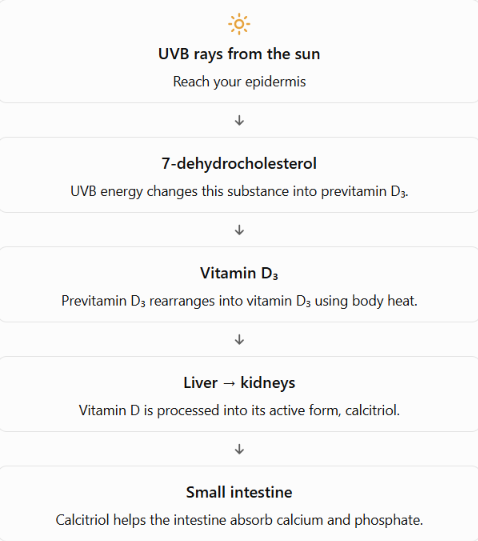 <ul><li><p>It is a form of active vitamin D produced by the skin, liver, and kidneys.</p></li><li><p>The Epidermis’s keratinocytes use the suns UV radiation to convert 7-dehydrocholesterol to previtamin D3</p></li><li><p>Then the liver coverts that to calcidiol</p></li><li><p>Then the kidneys convert that to calcitriol</p></li></ul><p>**** the liver and kidneys both do that by adding hydroxl groups.</p>