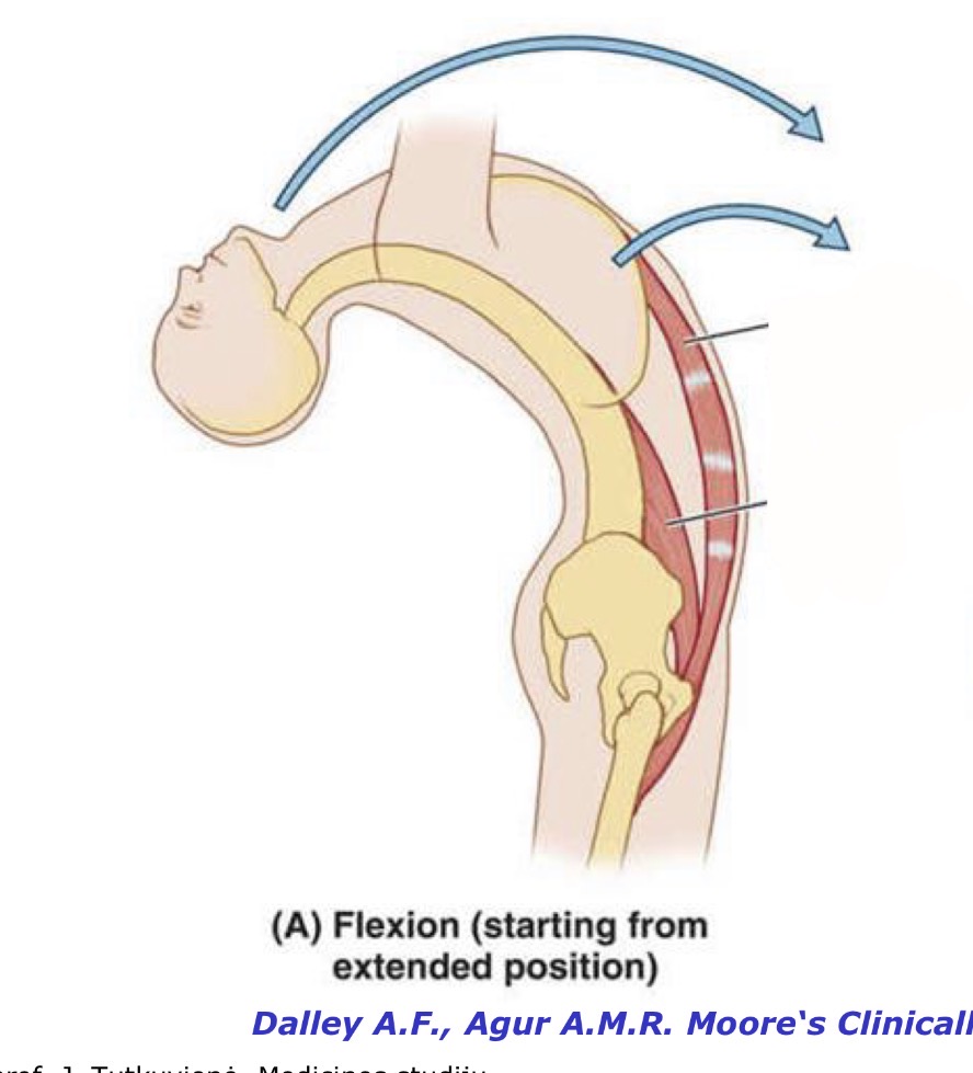 <p>flexio (raumenys)</p>