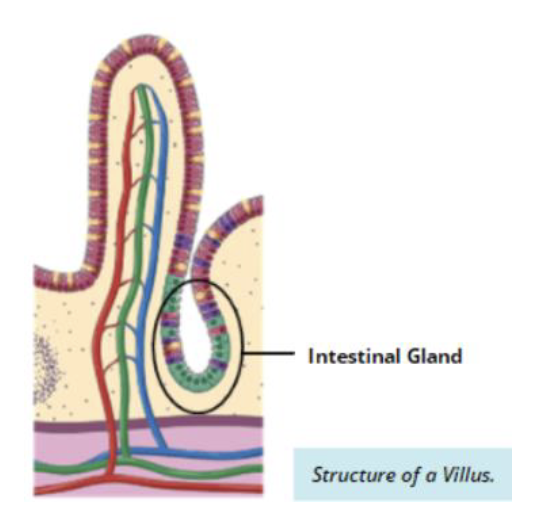 knowt flashcard image