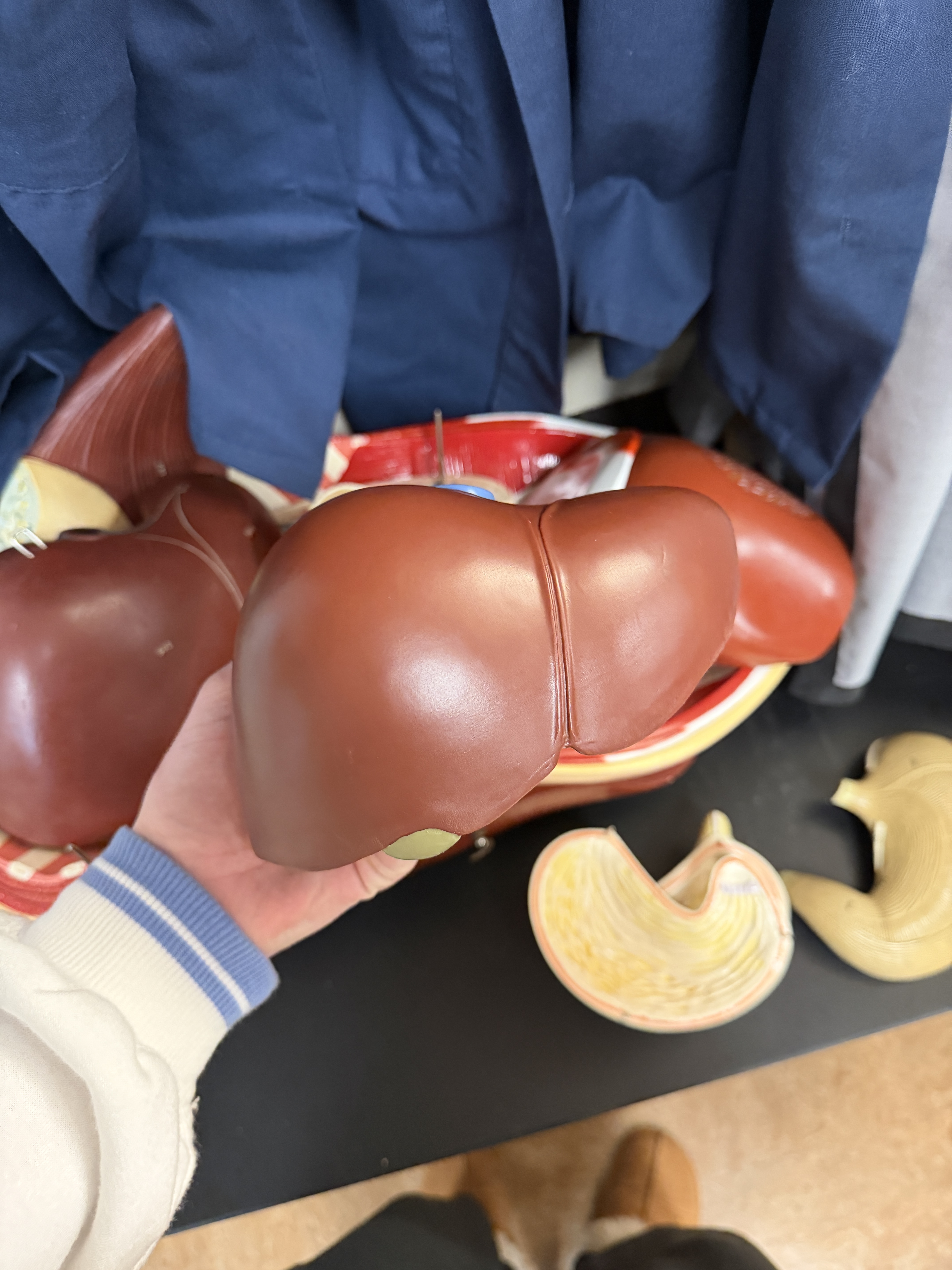 <p>name this organ</p>