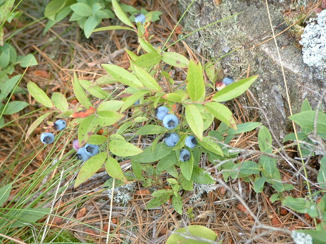 <p>pointed leaves, ground cover</p>