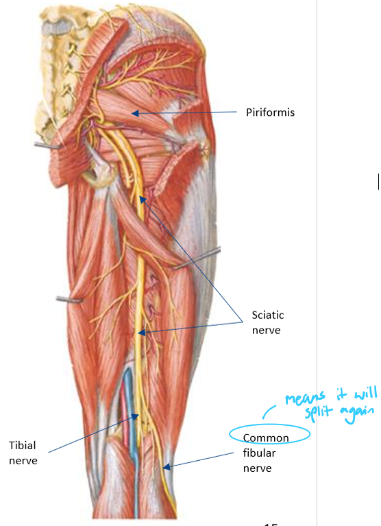 <ul><li><p>Receives input from <strong>L4-S3 anterior rami</strong></p></li><li><p>Forms within <strong>pelvis</strong> </p></li><li><p>Leaves <strong>posteriorly</strong> via <strong>greater sciatic foramen</strong></p><ul><li><p><strong>Inferior</strong> to <strong>piriformis</strong></p></li></ul></li><li><p>Supplies the <strong>lower limb muscles</strong></p><ul><li><p>Posterior compartments of the thigh</p></li><li><p>All leg compartments</p></li><li><p>All foot muscles</p></li></ul></li><li><p>Splits into 2 nerves in a common sheath;</p><ul><li><p><strong>Tibial nerve</strong></p></li><li><p><strong>Common fibular nerve</strong></p></li></ul></li></ul><p></p>
