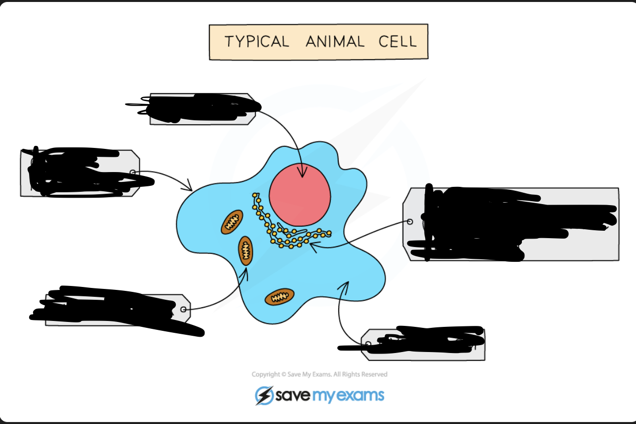 <p>Label this Animal Cell</p>