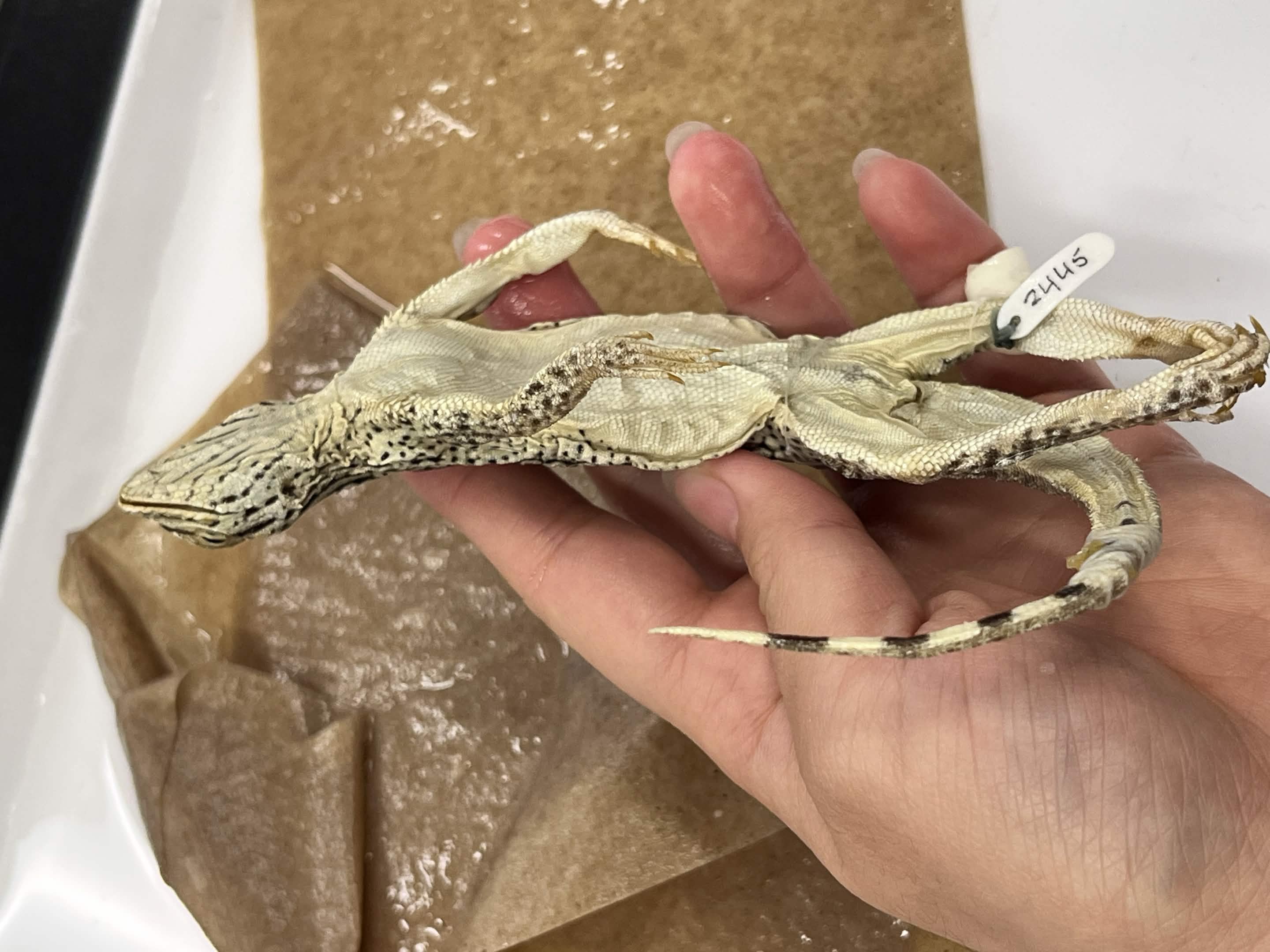 <p>Family + Species?</p><ul><li><p><strong>No decoration on underside</strong></p></li></ul><p></p>