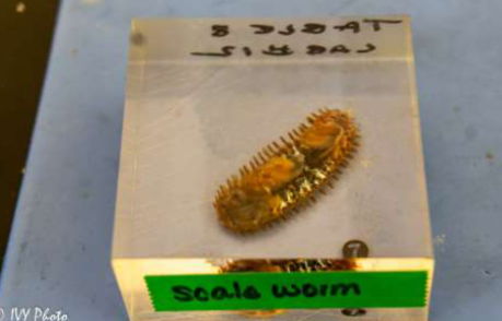 <p>Phylum &amp; name?</p>