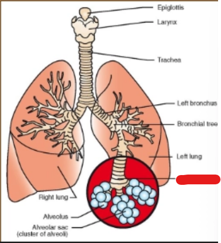 <p>what is it (Respiratory System)</p>