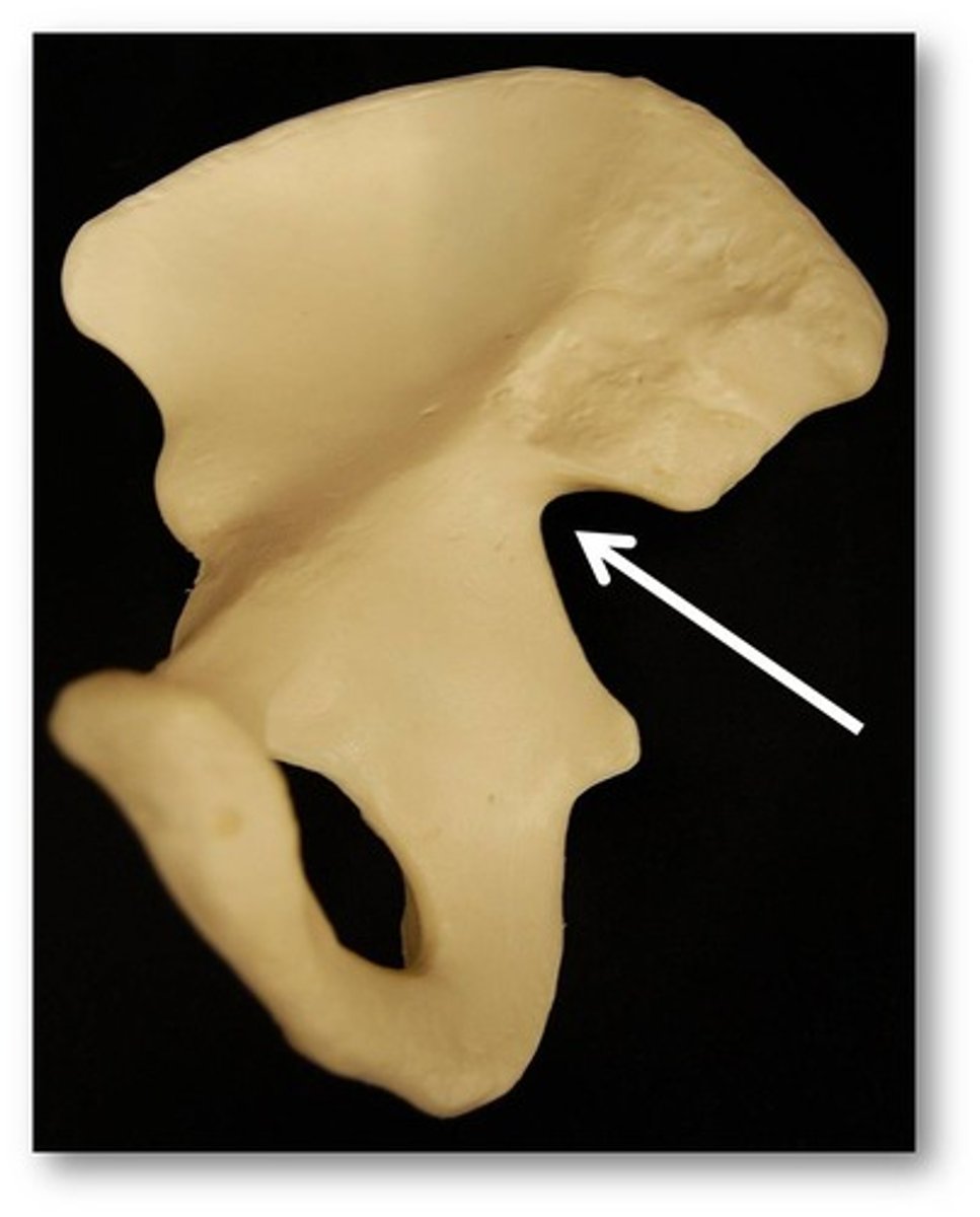 <p>pelvis - lateral</p>