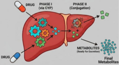 <p>Slower metabolism</p><p>Decreased liver function needed to breakdown drugs </p><p> - Examples: caffeine, benzodiazepines, lidocaine, theophylline</p><p>Long-acting benzodiazepines: sets up patients for falls/hip fractures</p>