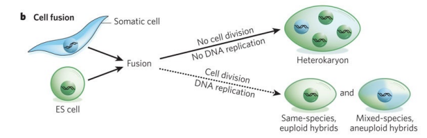 <p>Two distinct cell types are combined to form a single entity.</p>
