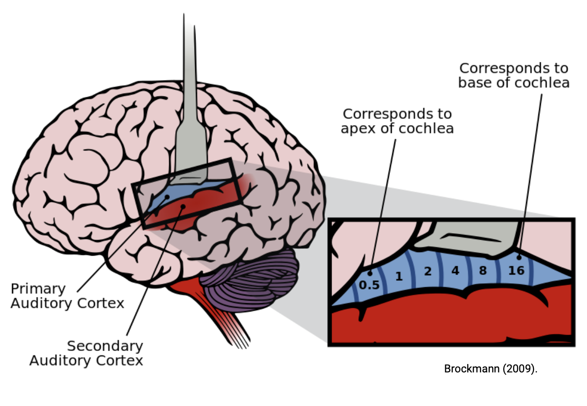 <ul><li><p>Each segment of the primary auditory cortex responds to impulses arriving from specific nerve fibres. Each section responds to a certain cochlear nerve fibre that reacts to a certain pitch/frequency</p></li><li><p>From anterior to posterior, the primary auditory cortex transduces cochlear sensation from the apex, to the base.</p></li><li><p><mark data-color="yellow" style="background-color: yellow; color: inherit;">Left &amp; right sides respond to information received from </mark><strong><mark data-color="yellow" style="background-color: yellow; color: inherit;">both ears</mark></strong></p><ul><li><p><mark data-color="yellow" style="background-color: yellow; color: inherit;">Hence, damage to one side of the brain’s temporal lobe (e.g left temporal lobe), will cause hearing deficits in </mark><strong><mark data-color="yellow" style="background-color: yellow; color: inherit;">both ears</mark></strong></p></li></ul></li></ul><p></p>