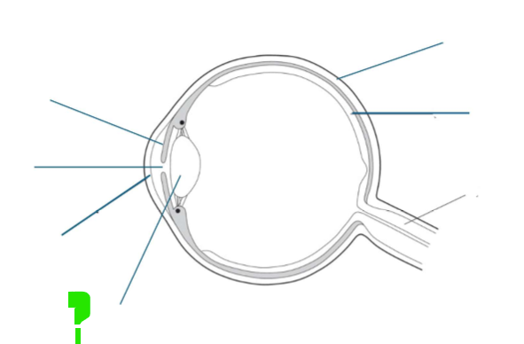<p>What is this part of the eye?</p>