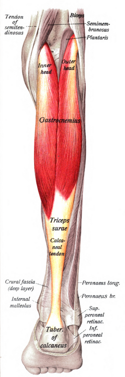 <p>Gastrocnemius </p>