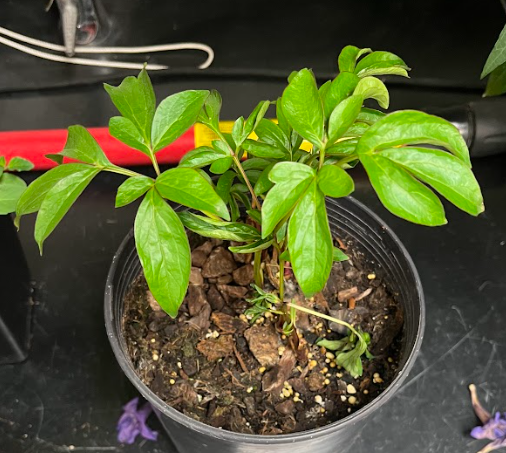 <ul><li><p>expensive crop</p></li><li><p>important cut flower</p></li></ul><p></p>