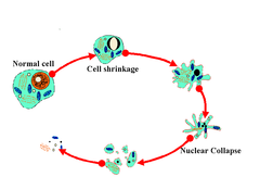 <p>Programmed cell death.</p>