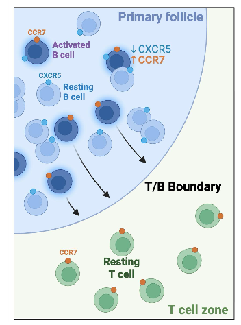 <p>downregulate CXCR5, and upregulate CCR7</p>