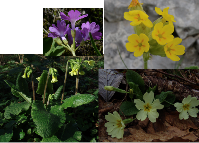 <p><span>Primulaceae</span></p>