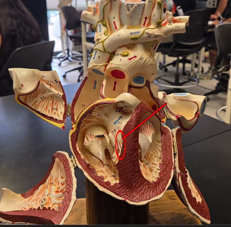 <p>What structure is circled on this model?</p>