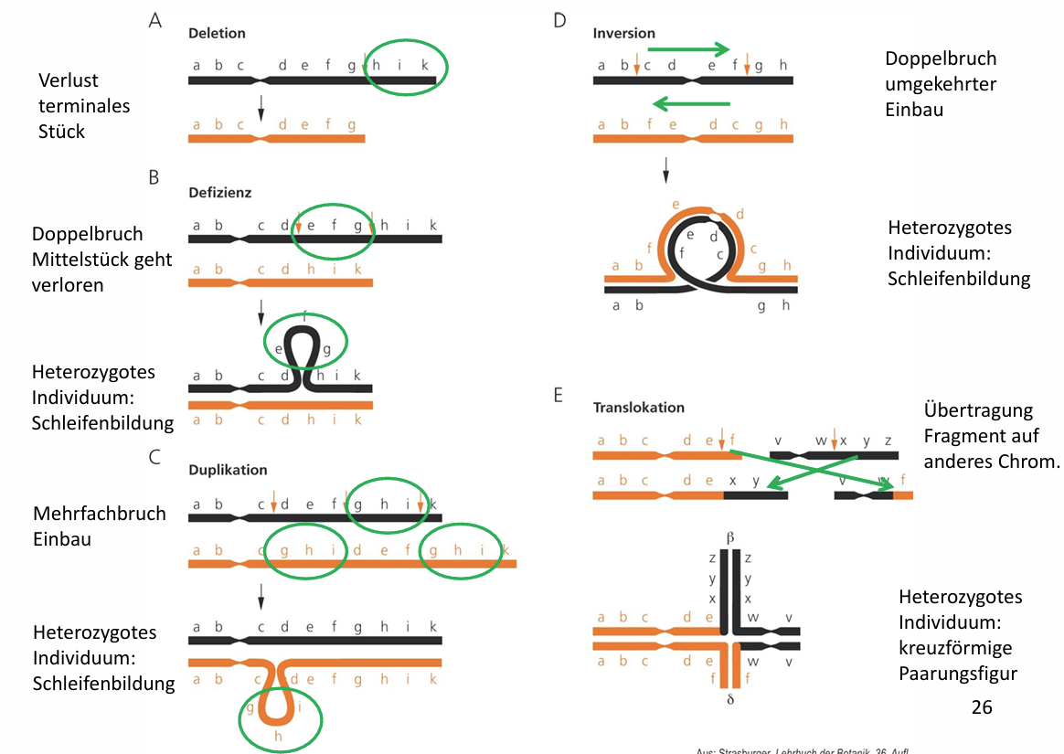 <ul><li><p><span>Durch Chromosomenbrüche - spontan oder durch Aktivität von Transposons</span></p></li><li><p><span>Effekt: letale Gameten (durch Deletion, Defizienz) oder letaler diploider Organismus (Homozygotie des mutierten Chromosoms)</span></p></li><li><p><span>Bei Heterozygotie des mutierten Chromosoms: Störung Genbalance (Menge Genprodukte)</span></p></li><li><p><span>Effekt auf Phänotyp: Duplikation -> Genfamilien -> Diversifizierung Proteinfunktion z.B.</span></p></li><li><p><span>Veränderung der Chromosomenzahl durch Mutation (<strong><u>Dysploidie</u></strong>)</span></p></li></ul><p></p>