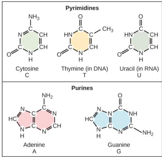 <p>bases with a single-ring structure</p><ul><li><p>Cytosine (C): Found in both DNA and RNA</p></li><li><p>Thymine (T): Found in DNA</p></li><li><p>Uracil (U): Found in RNA and replaces thymine</p></li></ul><p></p>