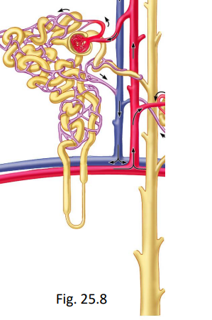 <ul><li><p>20% of plasma in glomerulus is filtered into Bowman’s capsule via bulk flow (ΔP) across the <span style="color: green;">filtration membrane</span></p></li></ul><p></p>