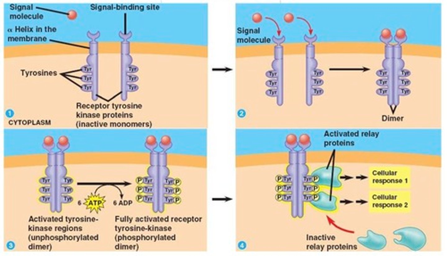 <p>Protein domain in enzyme-linked receptors, activated by a conformational change induced by the ligand-binding domain, causes the initiation of a second messenger cascade</p>