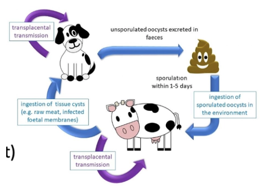 <p><u>Prevalence:</u> 76% seroprevalence in urban dogs (22 - 100% in farm dogs)</p><ul><li><p>VERY common in NZ</p></li></ul><p><u>Transmission:</u></p><ol><li><p>Vertical (transplacental)</p></li><li><p>Horizontal (ingestion of infected tissues eg. raw meat)</p></li></ol><p><u>Pathogenesis:</u></p><ul><li><p><strong>Puppies</strong> = Protozoal myositis-polyradiculoneuritis → Ascending HL paresis and rigid hyperextension</p></li><li><p><strong>Adults</strong> = Protozoal encephalomyelitis → Necrotising cerebellitis</p></li></ul><p><u>Treatments:</u> FOUR weeks of</p><ol><li><p>Clindamycin and/or</p></li><li><p>TMS</p></li></ol><p></p>