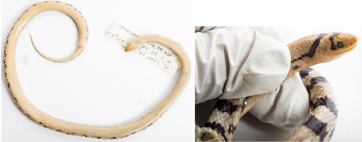 <p>Scarletsnake family & family name</p>