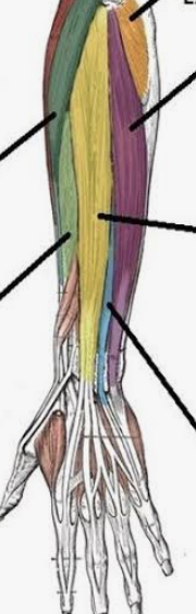 <p>Which muscle is in light green?</p>