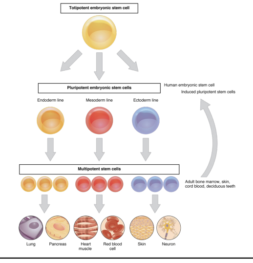 <p>can develop into a limited range of cell types within a specific lineage</p>