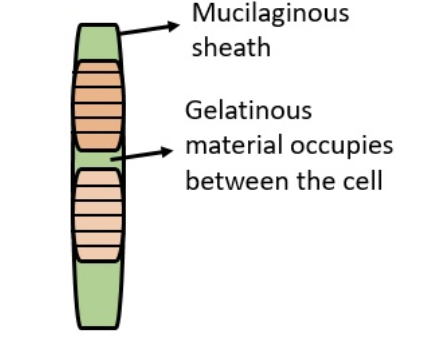 <p>a protective layer around the trichome</p>