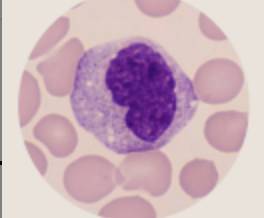 <p>what cell is this</p>