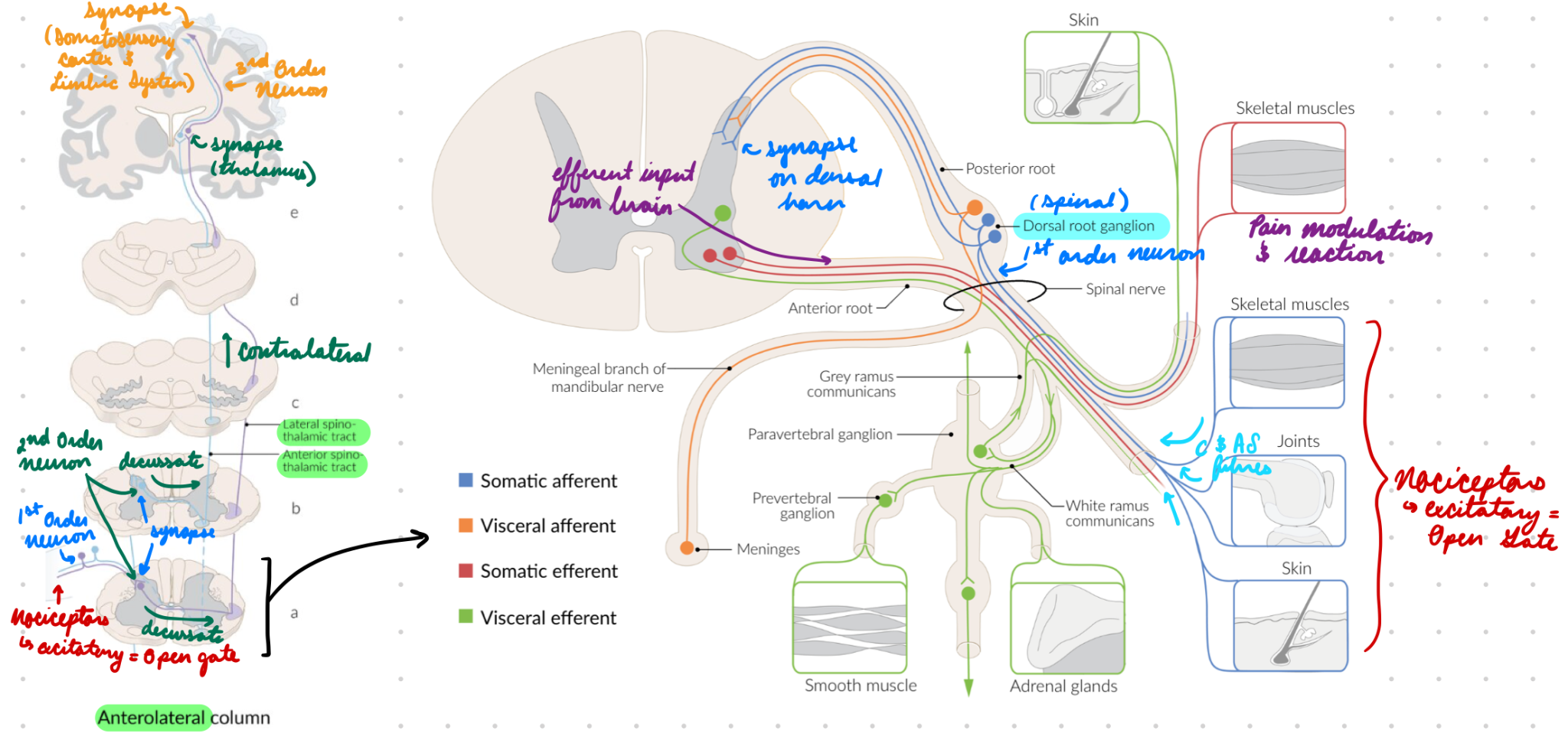 <p>Brain sends response down efferent pathways = Pain modulation/reaction</p>