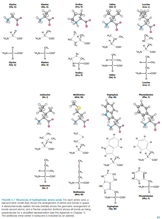<p>= non-polar R groups, hydrophobic (some more strongly than others)</p><p>e.g.</p><ul><li><p><strong>glycine </strong>→ single hydrogen atom as side chain (2 hydrogens bonded to alpha carbon atom => achiral)</p></li><li><p><strong>alanine </strong>→ side chain = methyl group (—CH<sub>3</sub>)</p></li><li><p><strong>valine</strong>, <strong>leucine</strong>, and <strong>isoleucine → </strong>larger hydrocarbon side-chains (isoleucine: side chain includes additional chiral center, only 1 isomer found in proteins)</p></li><li><p><strong>methionine </strong>→ largely aliphatic side chain, includes a <em>thioether </em>(— S —) group</p></li><li><p><strong>proline </strong>→ aliphatic side chain (bonded both to nitrogen and alpha carbon atoms => <em>pyrrolidine ring</em>), influences protein architecture bcs cyclic structure makes more conformationally restricted than other amino acids</p></li></ul><p>2 amino acids with relatively simple aromatic side chains: </p><ul><li><p><strong>phenylalanine </strong>→ phenyl ring in place of one of H-atoms of alanine (purely hydrophobic)</p></li><li><p><strong>tryptophan </strong>→ has <em>indole group</em> joined to a <em>methylene (—CH 2—) group,</em> two fused rings containing an NH group (also synthesis of serotonin), not purely hydrophobic bcs NH group</p></li></ul><p></p>