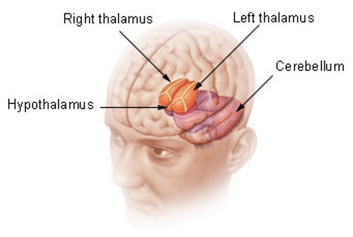 Sensory relay and homeostasis regulation.