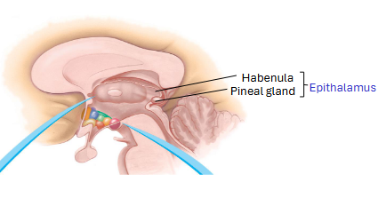 <p>pineal gland</p>