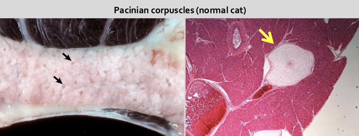 <p><strong>pacinian</strong> <strong>corpuscles</strong> in interlobular connective tissue &amp; mesentery → specialized nerve ending (mechanoreceptor)</p>