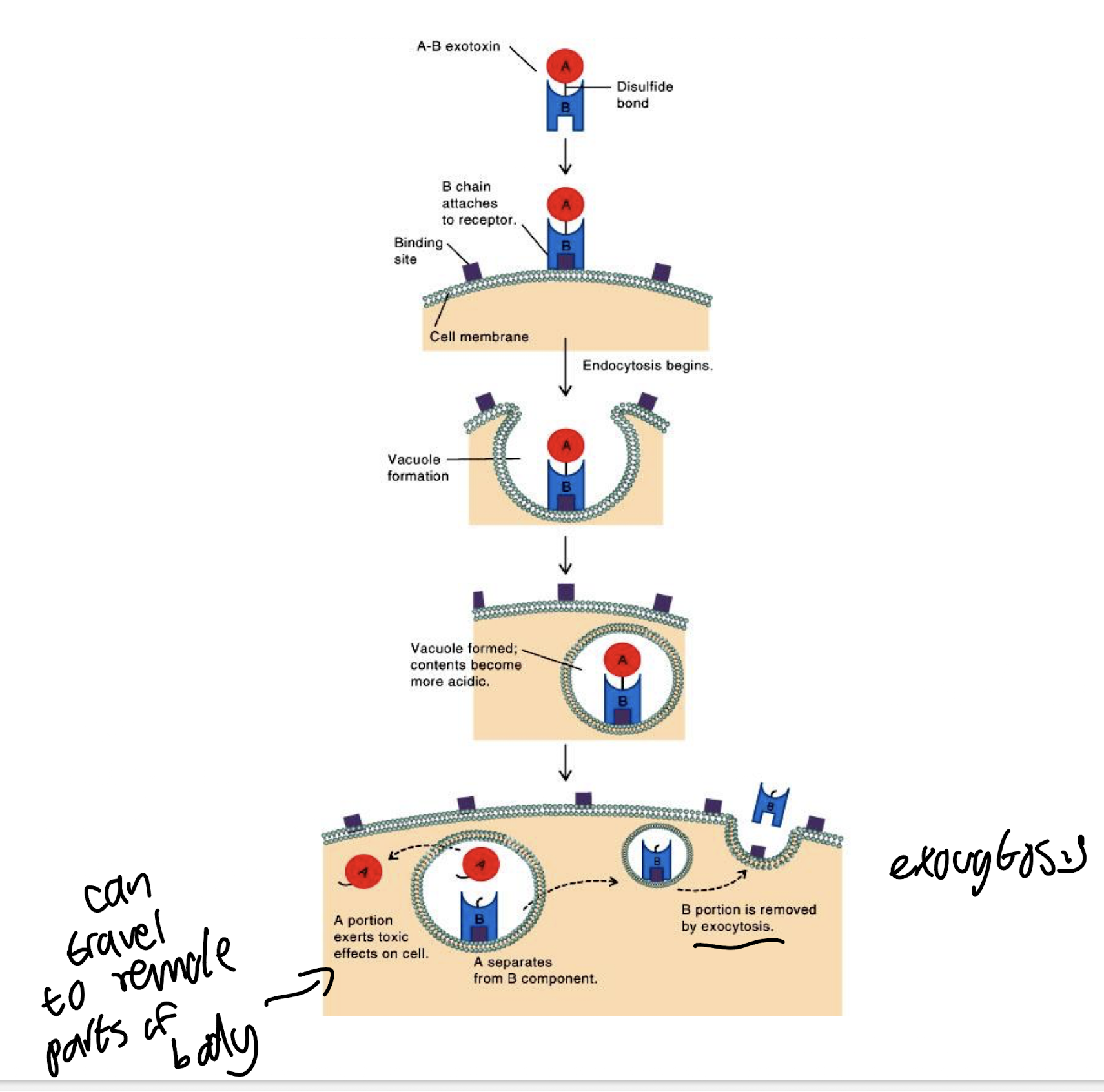<p><strong>Made of two portions:</strong></p><ol><li><p><strong>B portion <u>binds to specific receptors on target cells</u> via specific surface molecules, allowing entry of the A portion, determines host cell specificity of the exotoxin</strong></p></li><li><p><strong>A portion <u>mediates toxic activity</u>, typically acting by <u>removing the ADP-ribosyl group from NAD</u>, attaching it to. host cell proteins <mark data-color="red" style="background-color: red; color: inherit;">causing protein malfunctioning/inactivation </mark></strong></p></li></ol><p><span style="color: green;"><strong>e.g. diphtheria toxin. shiga toxin and cholera toxin</strong></span></p><p></p>