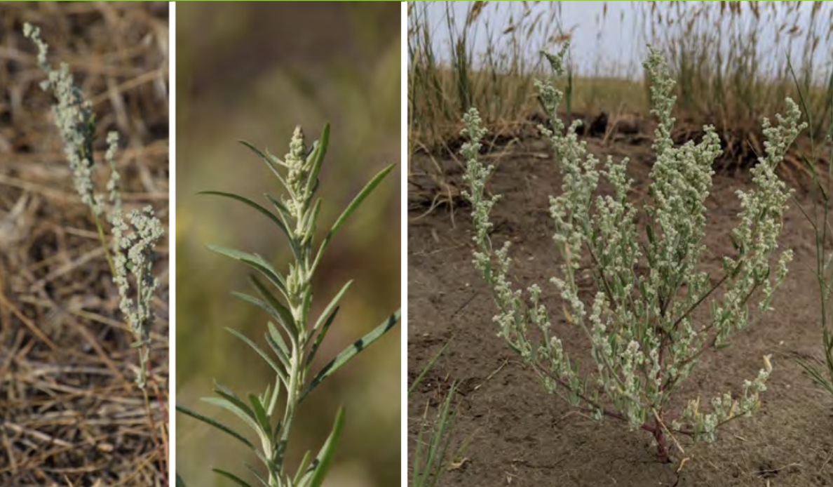 <ul><li><p>Narrowleaf goosefoot</p></li><li><p>Goosefoot family</p></li></ul><p></p>