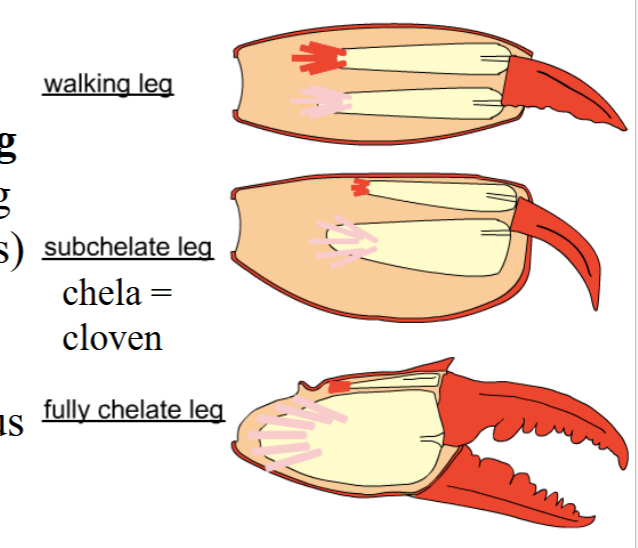<p>Closer Apodeme muscle gets stronger + larger</p>