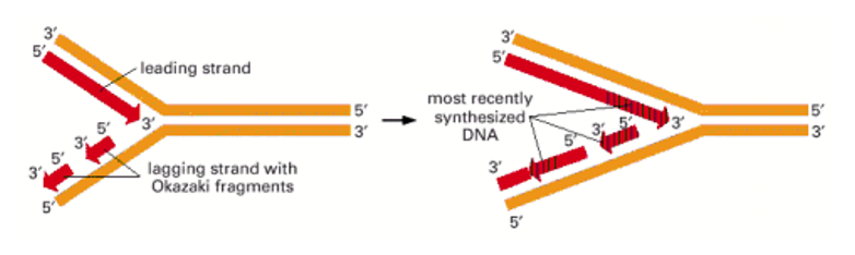 <p><span>Because both daughter DNA strands are polymerized in the 5′-to-3′ direction, the DNA synthesized on the lagging strand must be made initially as a series of short DNA molecules, called <em>Okazaki fragments</em></span></p>