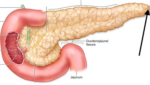 <p><span>pancreas</span></p>