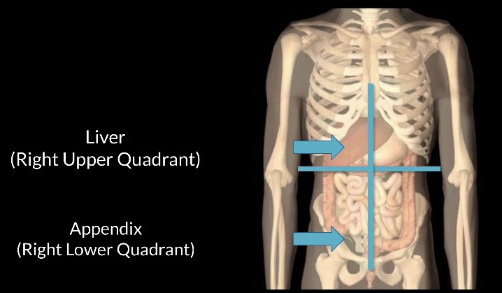 <p>Abdominal Quadrants</p>